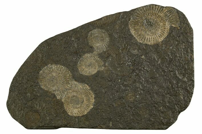 Fossil Ammonite (Dactylioceras) Cluster - Posidonia Shale, Germany #335070
